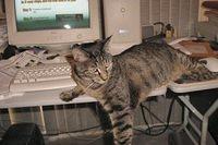 TIGRESS MY CAT